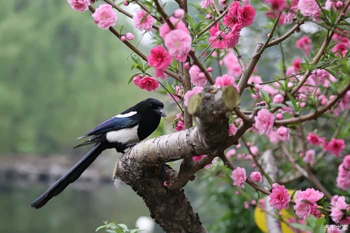 国庆节开门见喜喜鹊登枝