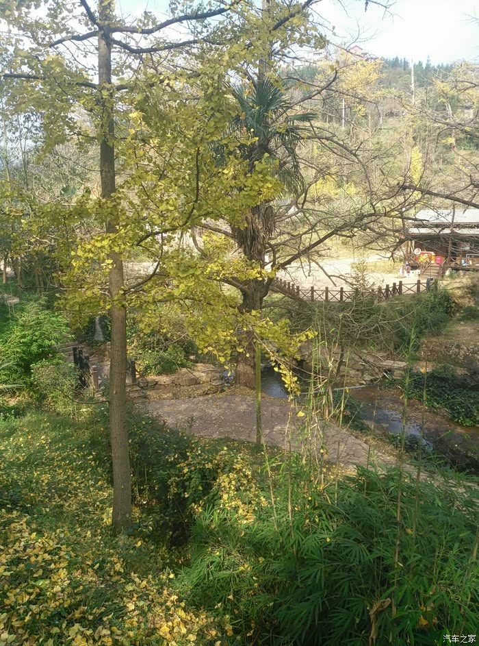 六盘水红果镇看世界银杏第一村