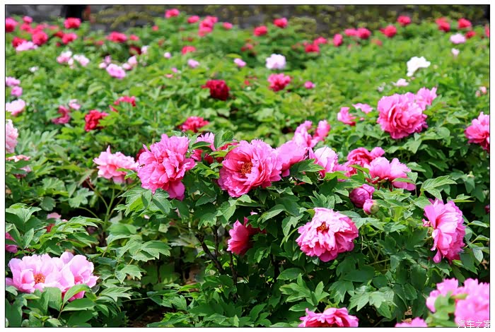 339 | 回复: 10 陕西论坛 阿姑泉边牡丹香 沙发发表于 2016-4-11 21