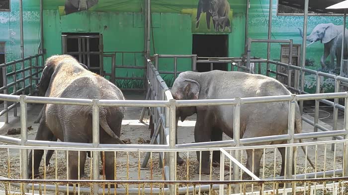 柳州帽合公园的大象?