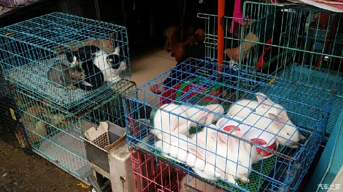 我是大当家白燕公园花鸟市场记