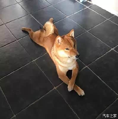 到拍照时候这货就两腿交叉摆出这出贵妇模样 眼睛直勾勾盯照相机 他