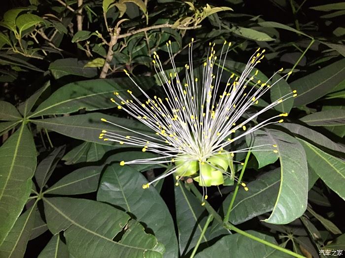 發財樹居然也會開花!