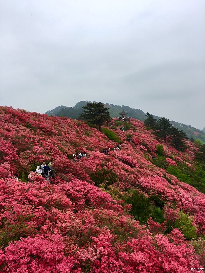 麻城龟峰山杜鹃花