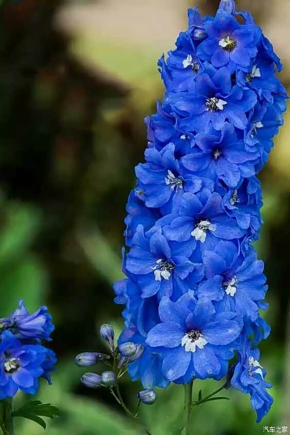 翻看老照片云南的自由之花翠雀花