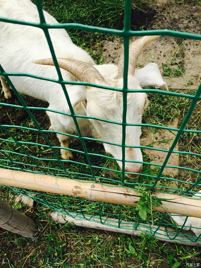 小山羊的舌头舔的很舒服啊