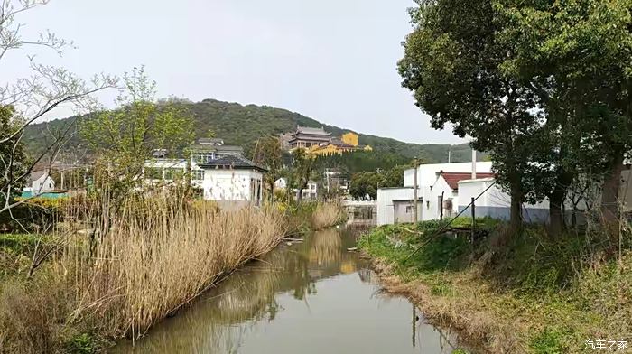 查家湾樱花大道图片