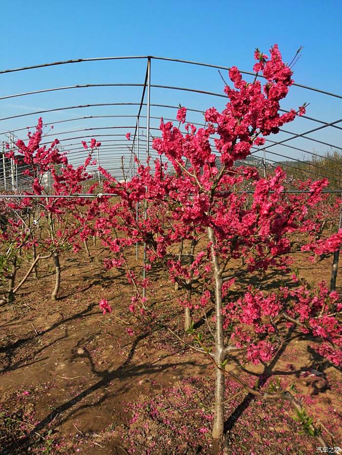 【圖】【萬物復甦送福利】賞花季——紅花碧桃_山東論壇_汽車之家論壇