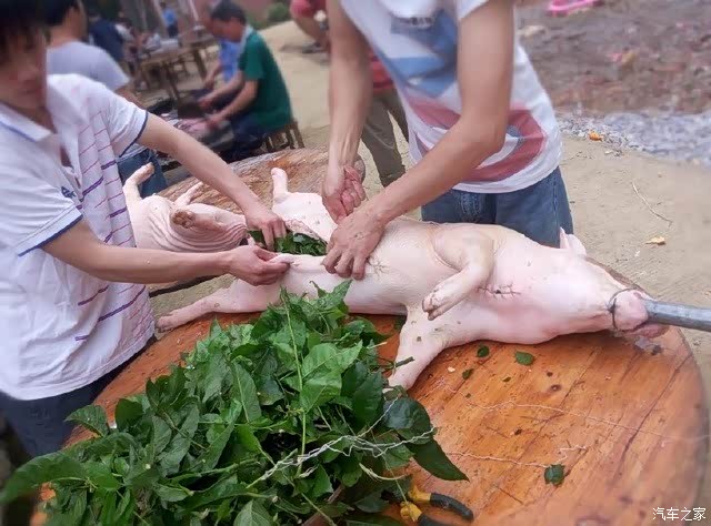 乳猪宰杀后要把内脏清理出来用条竹竿从猪头穿到猪尾把准备酱油盐乳腐