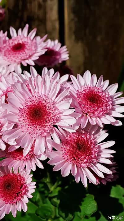 荷兰菊"草莓心",一个十分"仙气"的品种,花朵极为美丽.