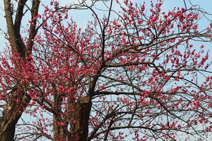 四大名楼之阅江楼 2.2017南京国际梅花节
