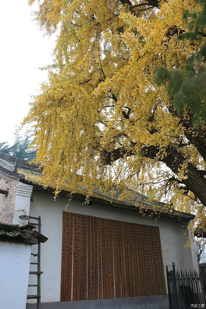 西安白塔寺银杏树图片