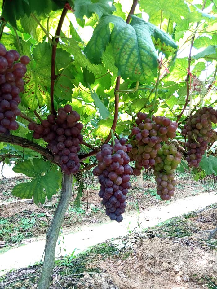 补贴之,犁田完去摘提子