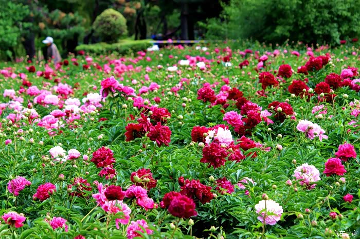 中国爱情之花-芍药