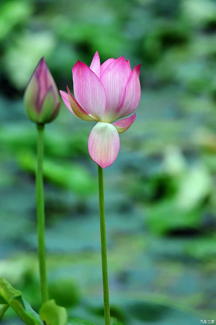 活动报导六月荷花别样美c4世嘉自驾随拍爱莲诗词