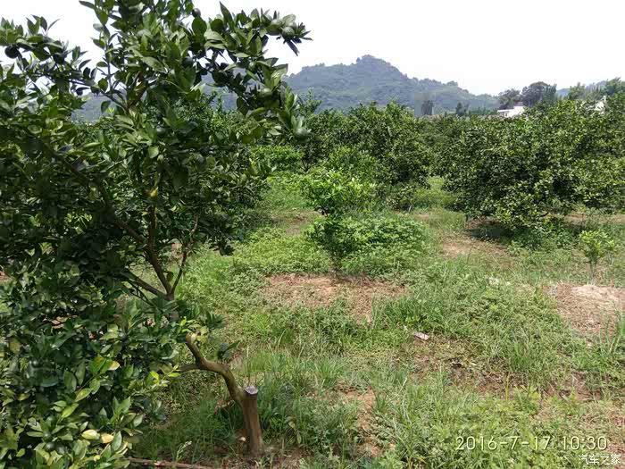 现在果实有乒乓球大小,数不是很高般在两米以内,般3年树20-30斤,4年树