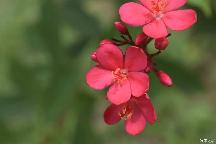 它叫琴叶珊瑚,又名变叶珊瑚花,南洋樱花,日日樱.