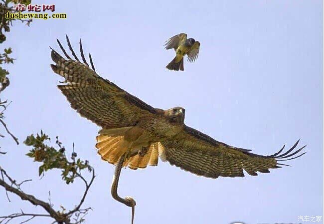 肇庆雨燕一次风雨无阻的燕蛇大战