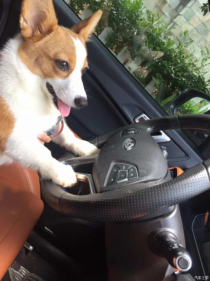 我家的小柯基,名字叫饺子,看名字就是到我家是吃货,一家子吃货.