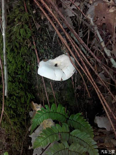 白色家乡叫石灰菌