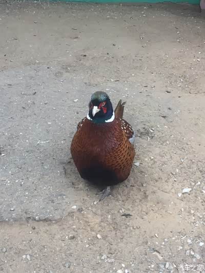 人与自然!动物世界!豪金博越!心神相嵌!不一样