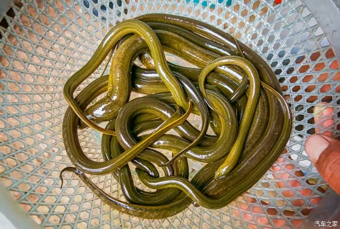 黄黄的颜色,这才能叫做黄鳝