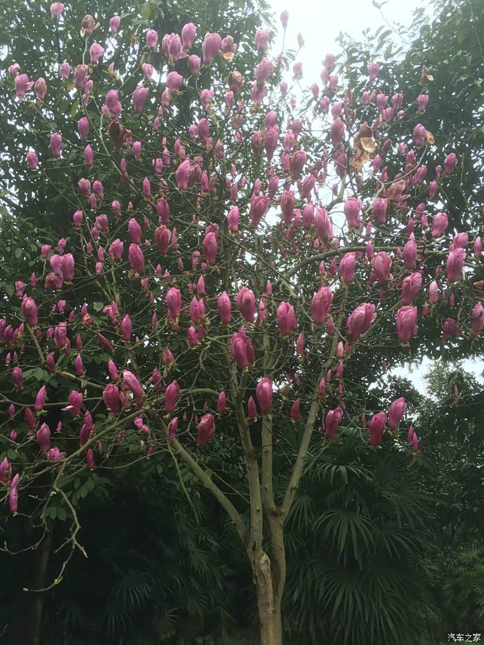 重庆睿骋车友会雨后38节到璧山来凤观赏五彩玉兰