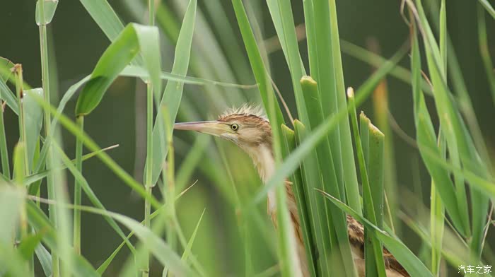 108 | 回复: 5 摄影论坛 雨后的小蹼鸡