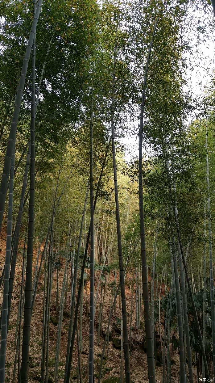 这就是毛竹山上的毛竹了,成片成片的,很多