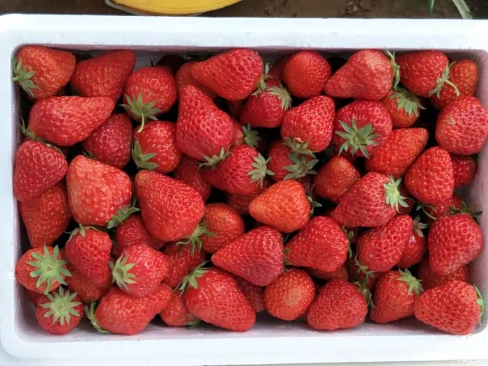 走进[满城]草莓采摘/满城汉墓 外加实际油耗(求精.