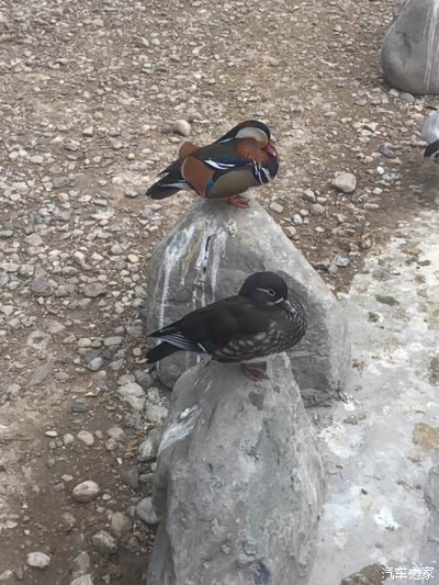 人与自然!动物世界!豪金博越!心神相嵌!不一样