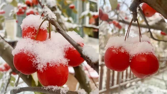 白雪皑皑 满园挂满红山果——海棠果