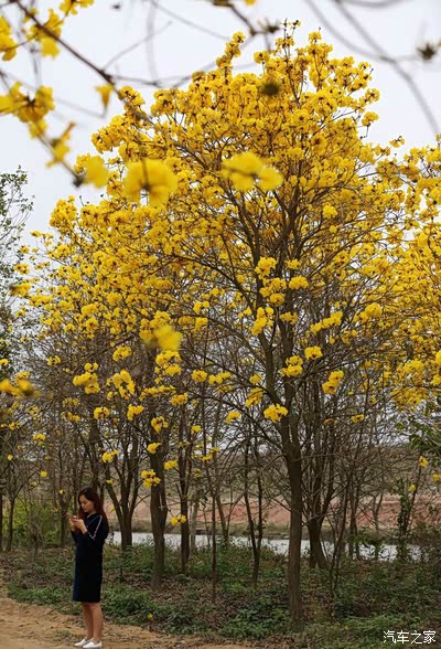 半夜三更发大片,黄花风铃木--春天里的金秋。