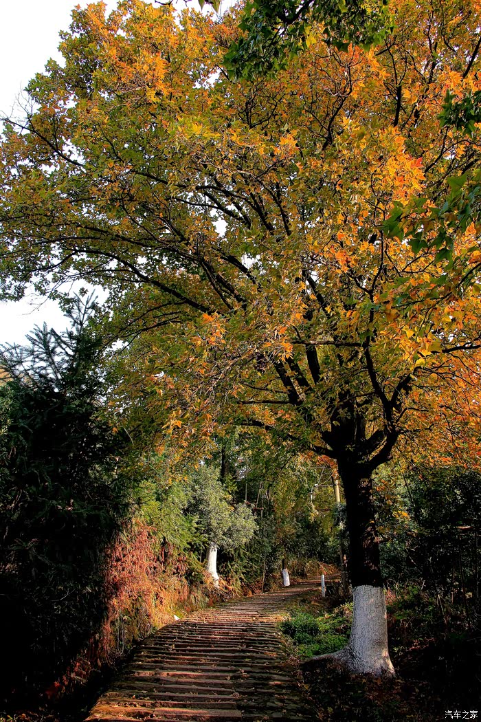 风光温州大罗山红枫古道
