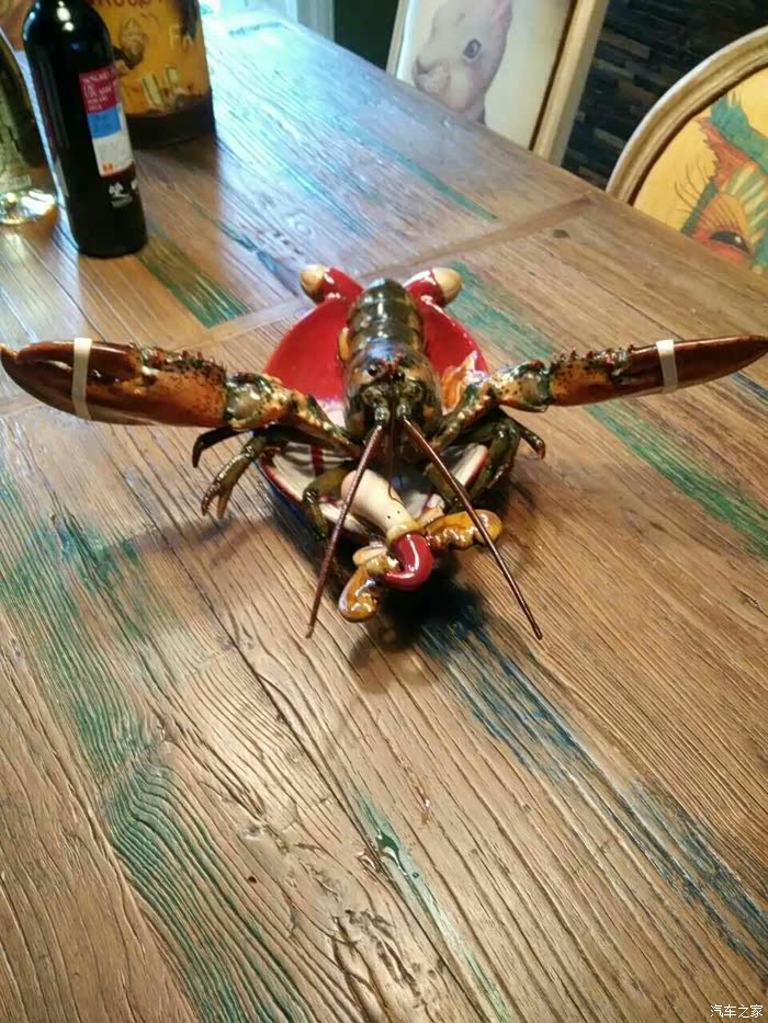 波士顿龙虾虎视眈眈的对视