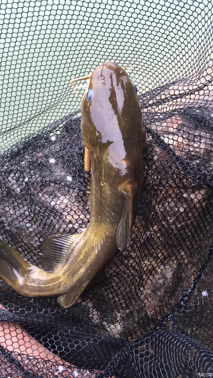 4米手杆!擒巨物_钓鱼论坛_汽车之家论坛