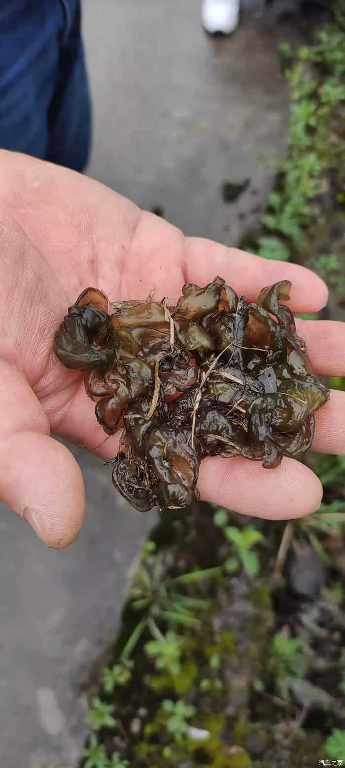 万物复苏送福利捡地藓皮最爱吃的家乡野菜