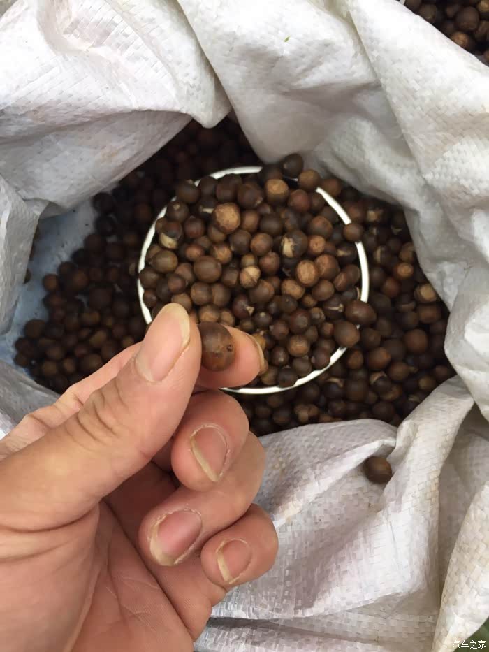 这个不知道叫什么  有点像小号的板栗?