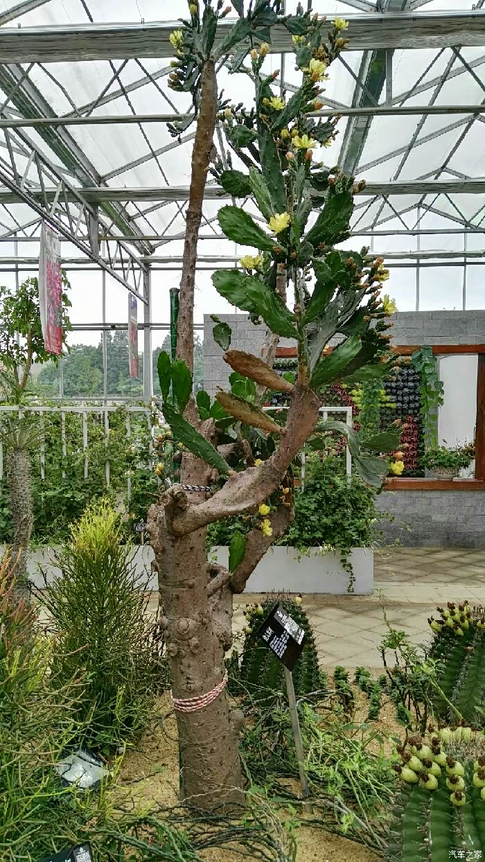 羊昌公社--农业花卉科技园