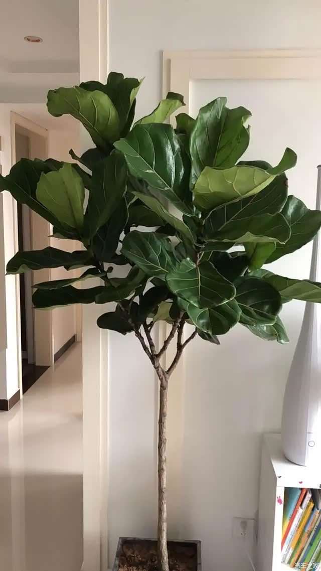 家里养盆琴叶榕,叶子像把琴,时尚又有气质