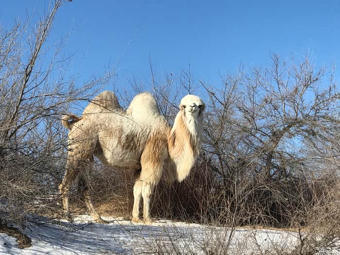 白骆驼,真好看.