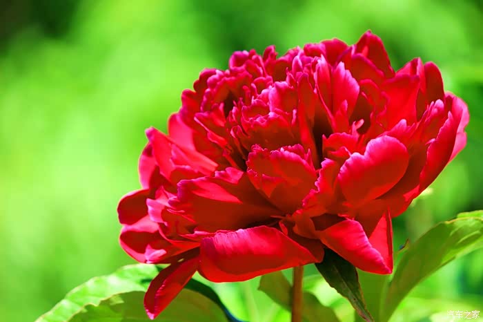 中国爱情之花-芍药