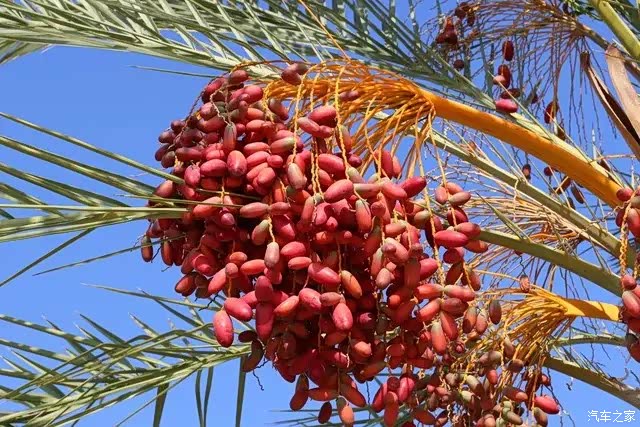 椰枣,顾名思义是一种椰树结的枣子,这种椰树名叫海枣椰