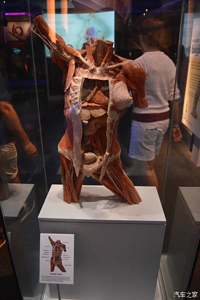 人体器官博物馆图片