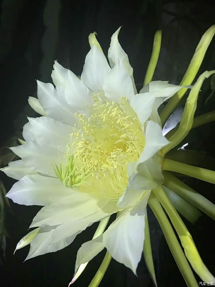 宋呆萌邂逅霸王花