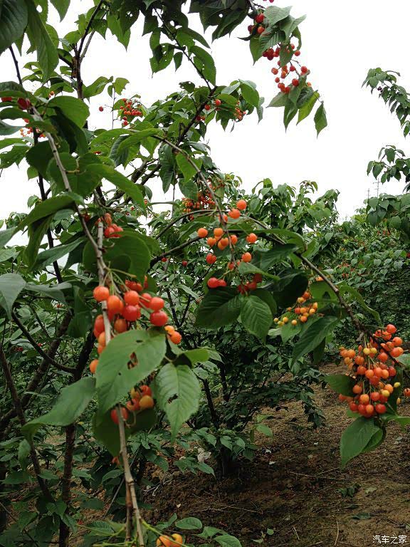 重庆长安家族相约璧山樱为有你秀美山城重庆樱桃采摘行