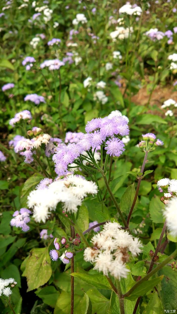 我们叫这种花叫(白花臭草)