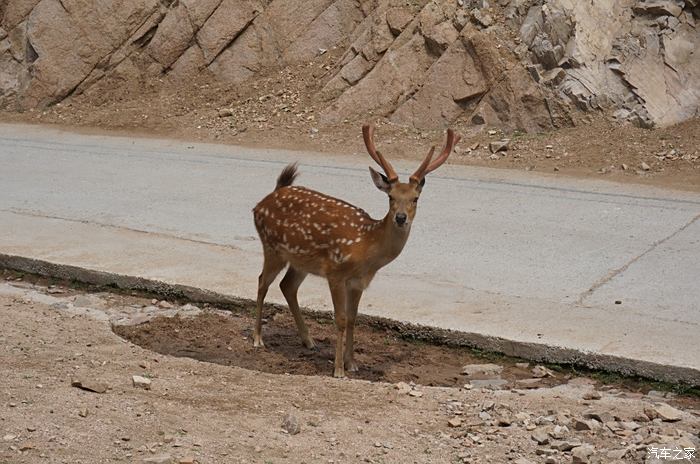 八達嶺野生動物園看望被判無期徒刑的東北大貓