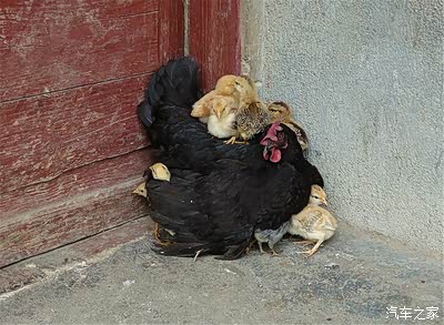 一只母鸡带着一群小鸡在闲逛.