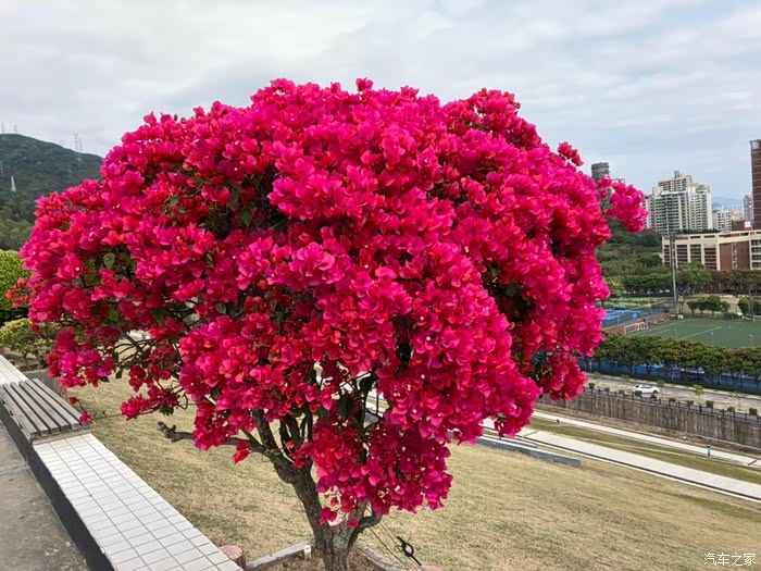 显眼的大红花树近拍特写.